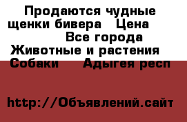 Продаются чудные щенки бивера › Цена ­ 25 000 - Все города Животные и растения » Собаки   . Адыгея респ.